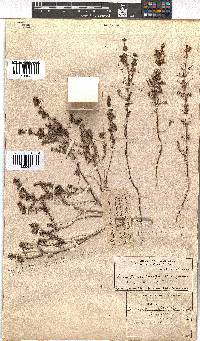 Erica canescens image