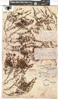 Erica canescens image