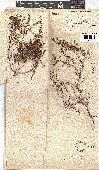 Erica canescens image