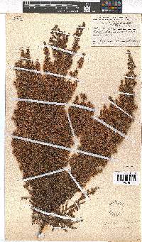 Erica canescens image