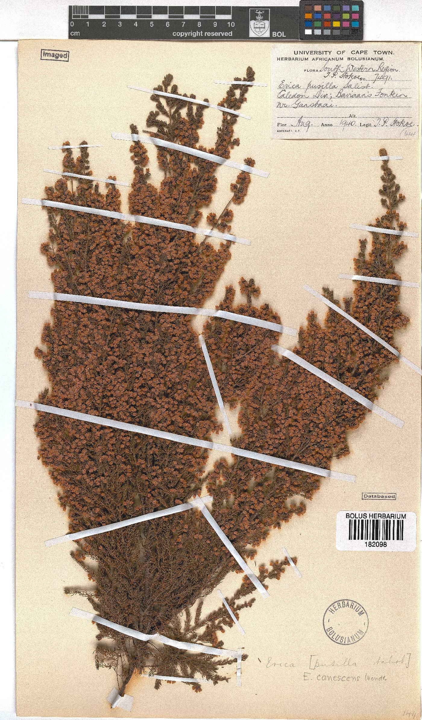 Erica canescens image
