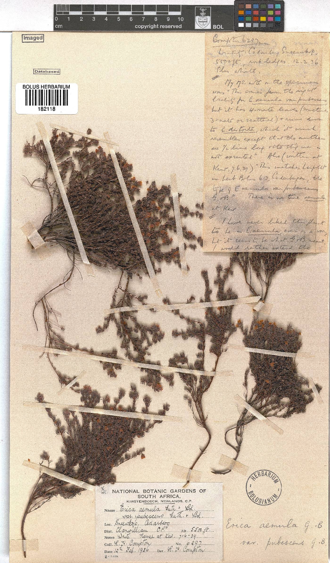 Erica distorta image