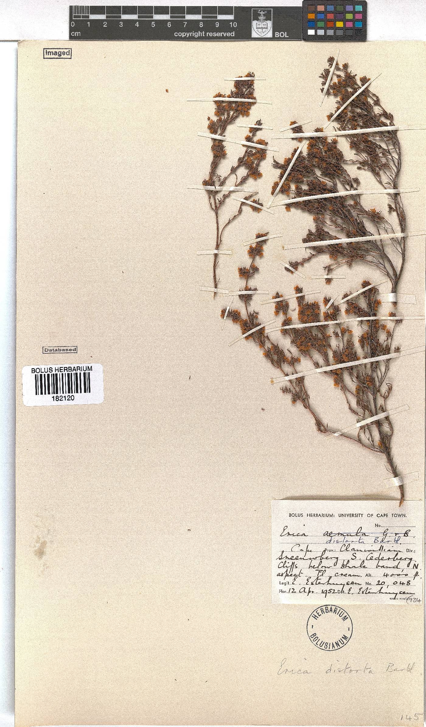 Erica distorta image