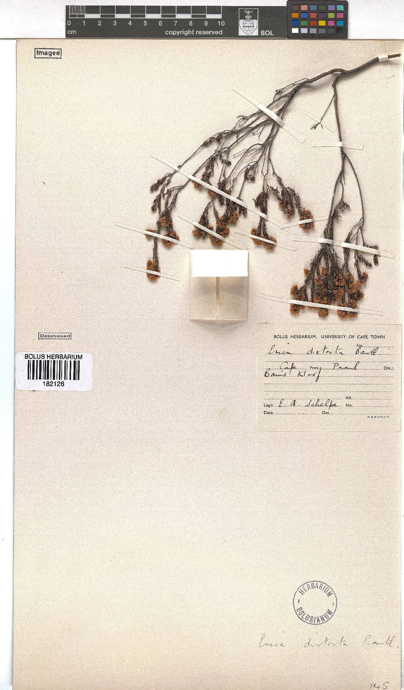 Erica distorta image