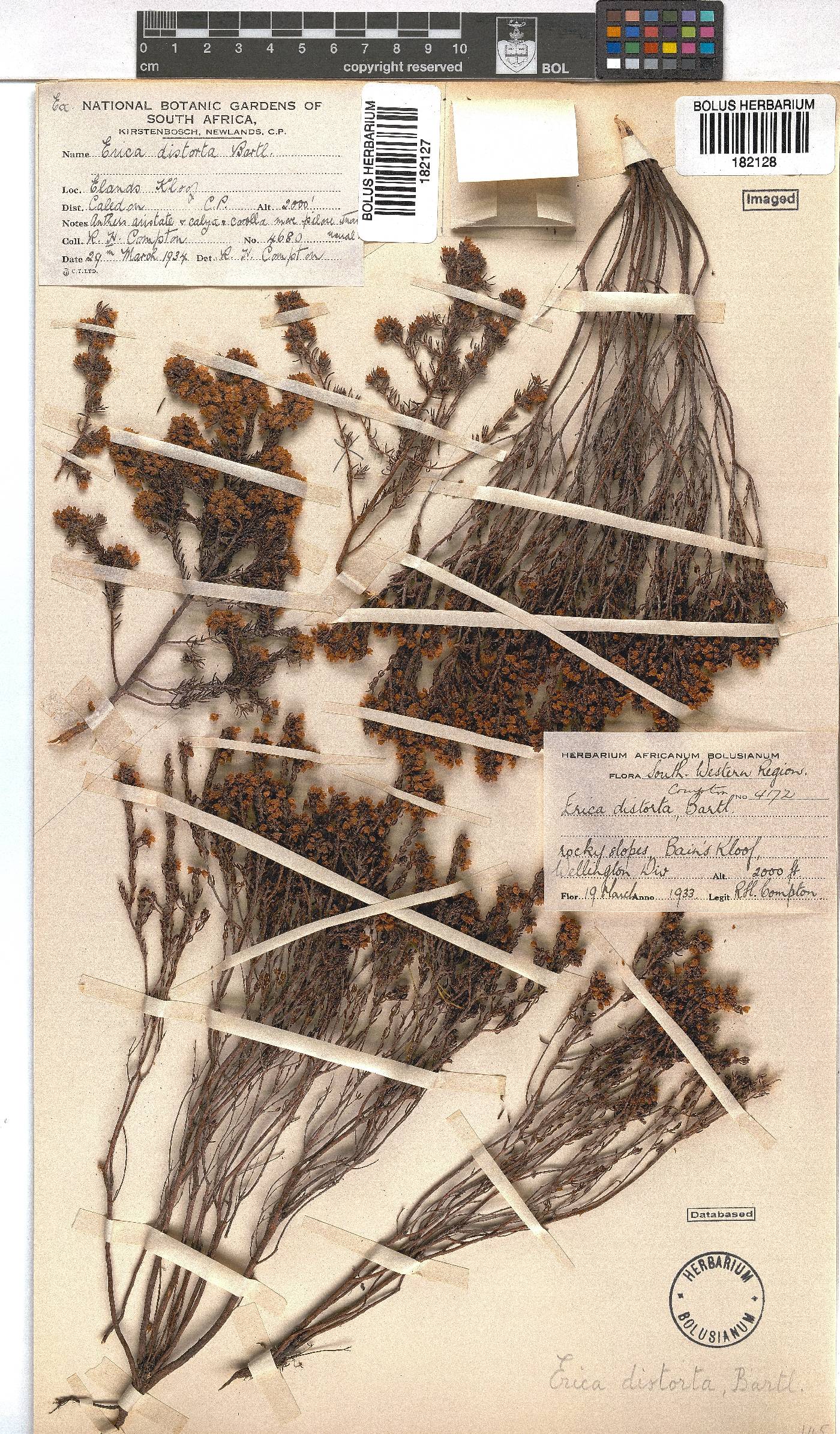 Erica distorta image