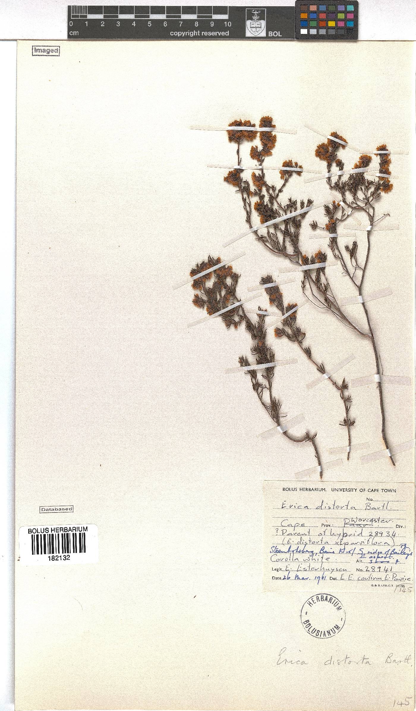 Erica distorta image