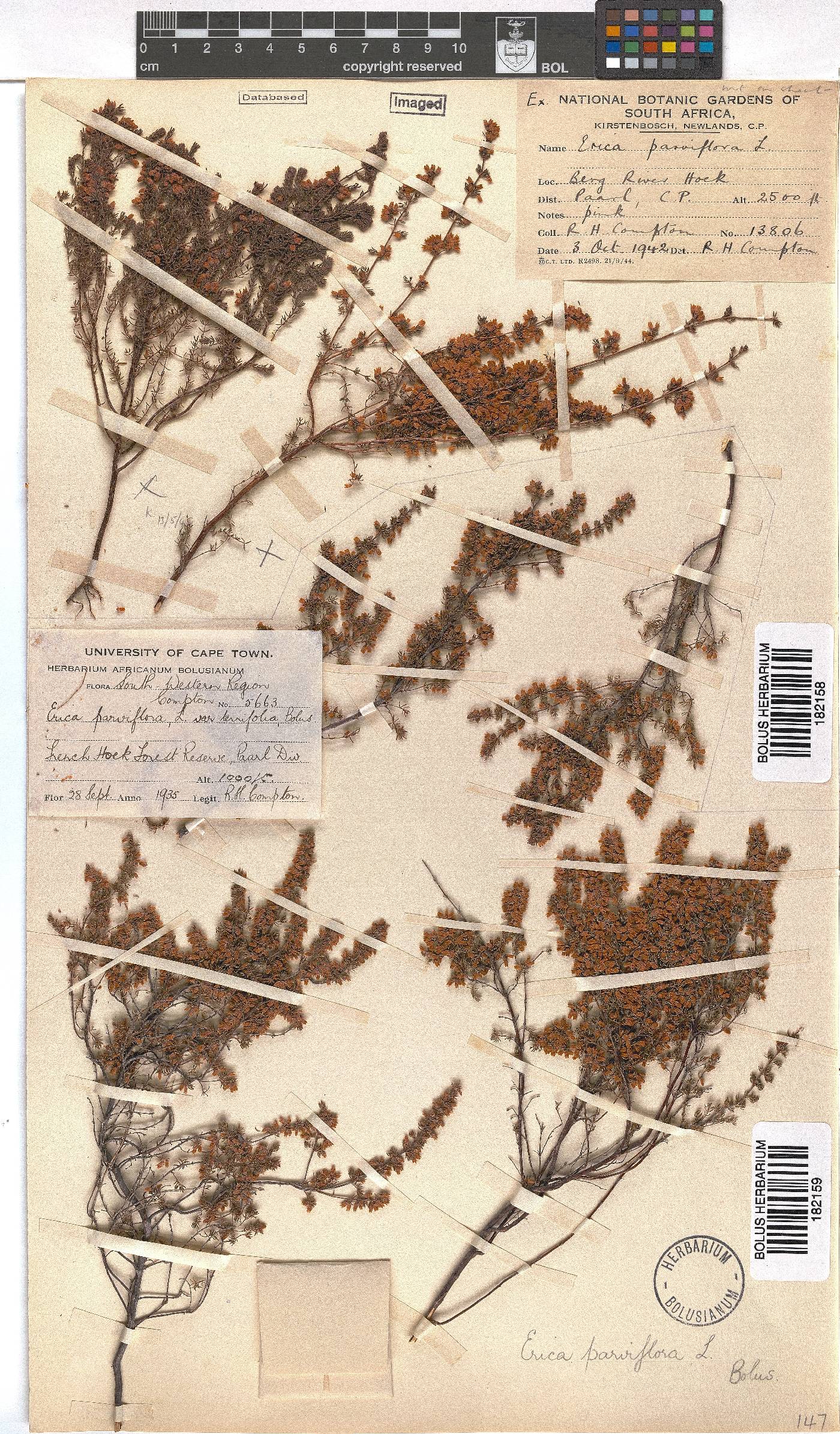 Erica parviflora image