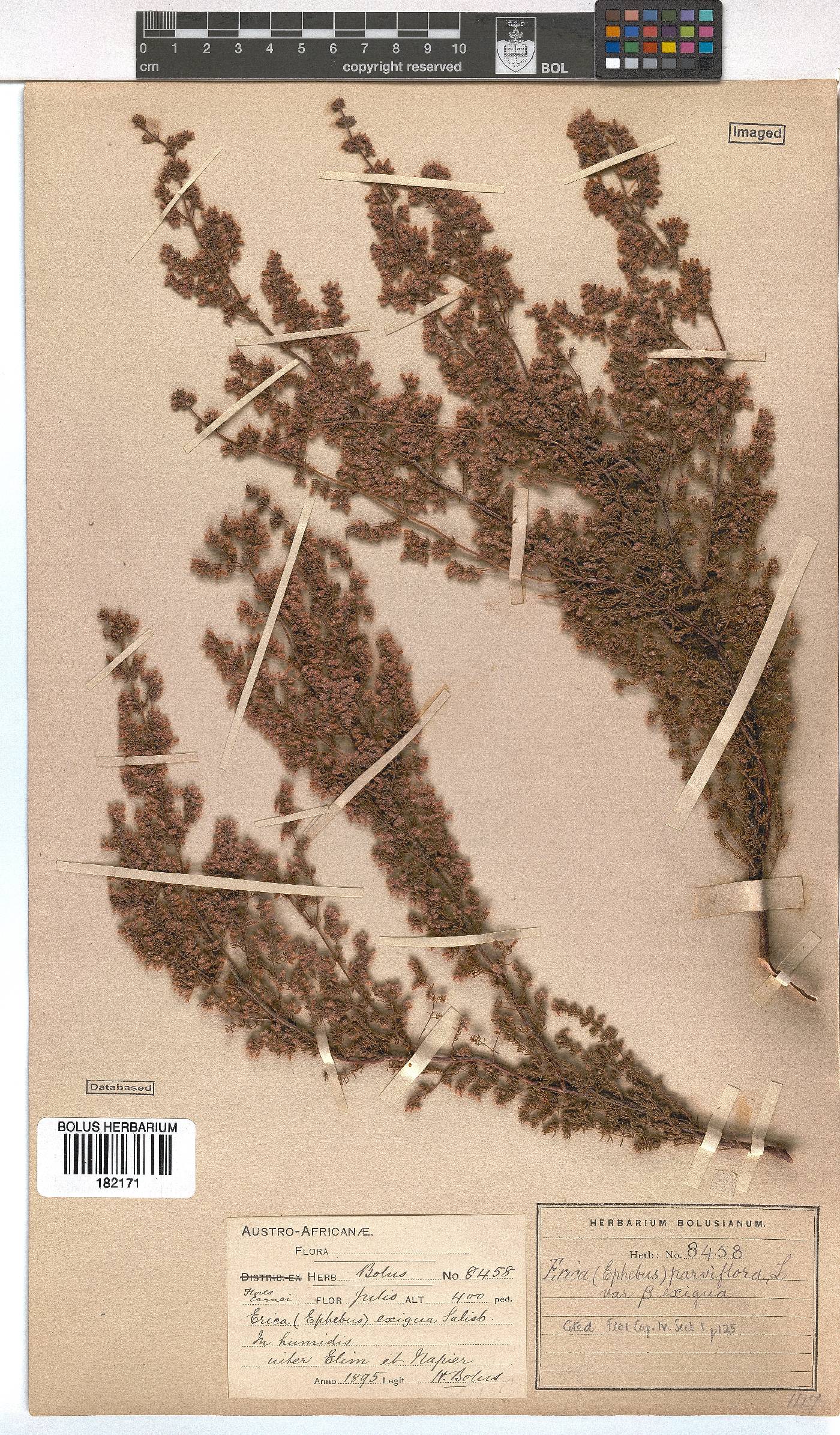 Erica parviflora var. exigua image