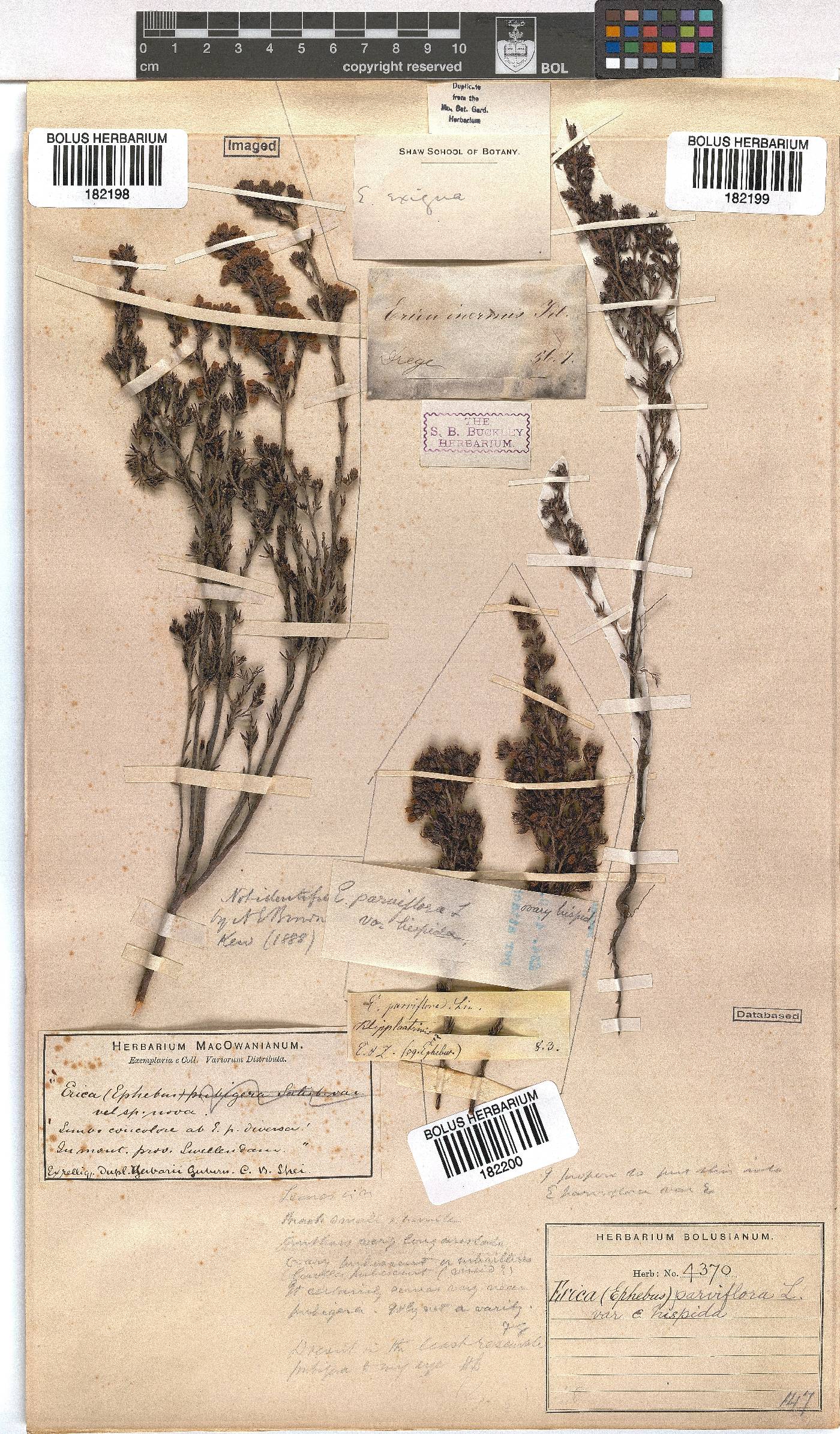 Erica parviflora var. hispida image