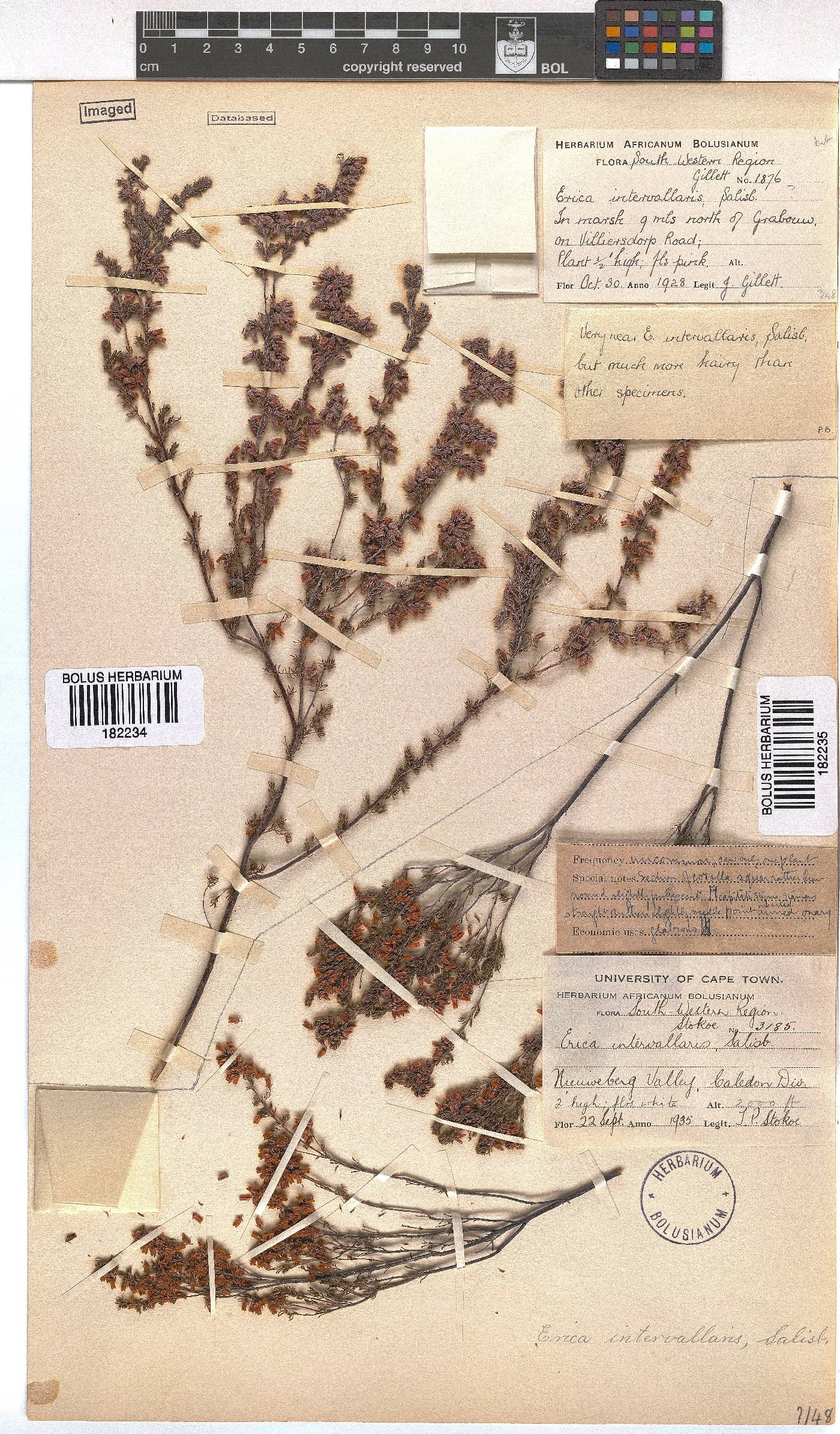 Erica intervallaris image