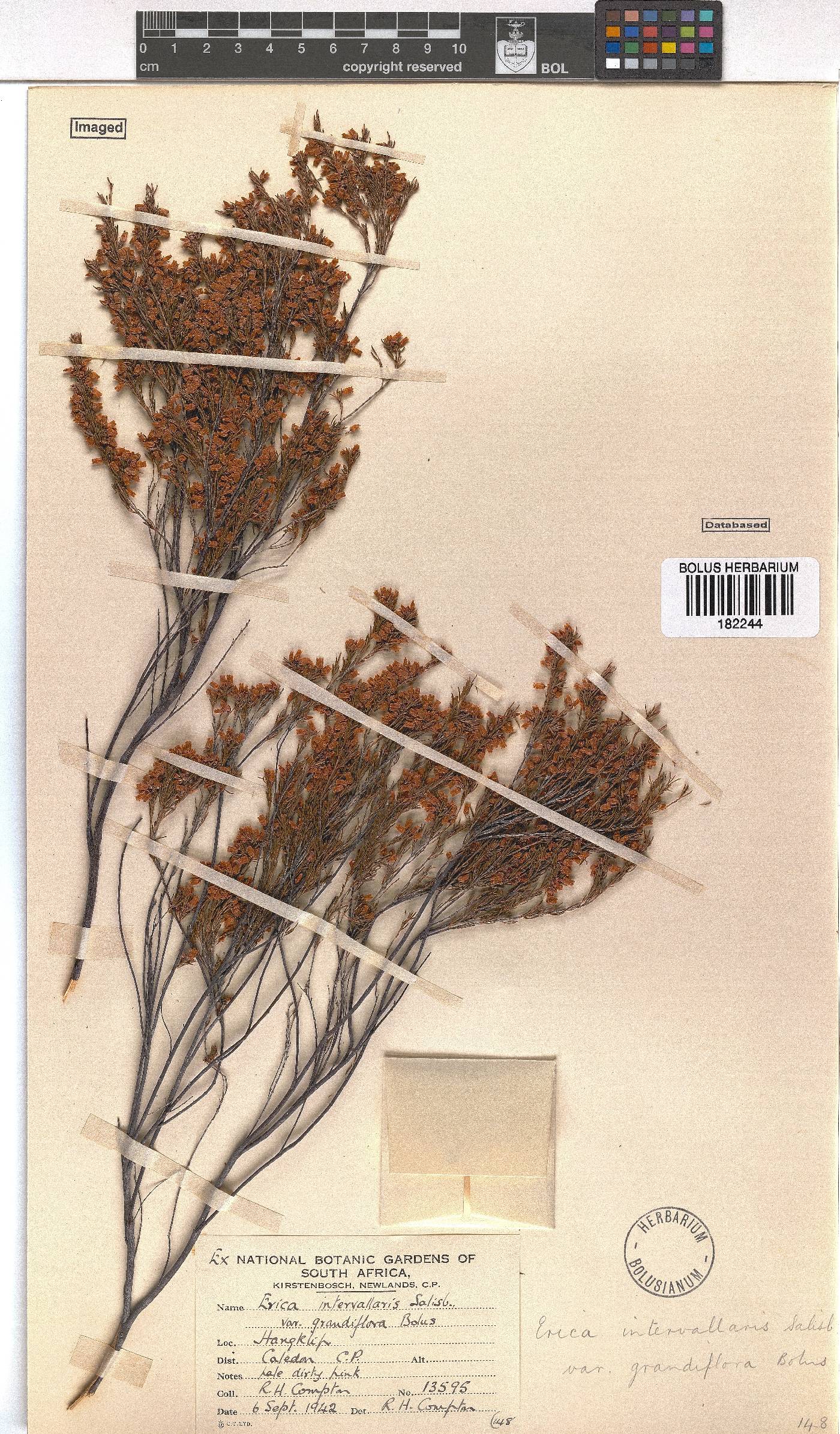 Erica intervallaris var. grandiflora image