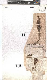 Erica oresigena image