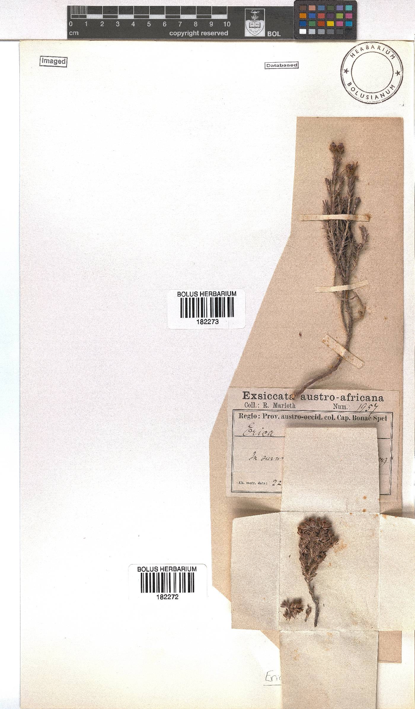 Erica oresigena image