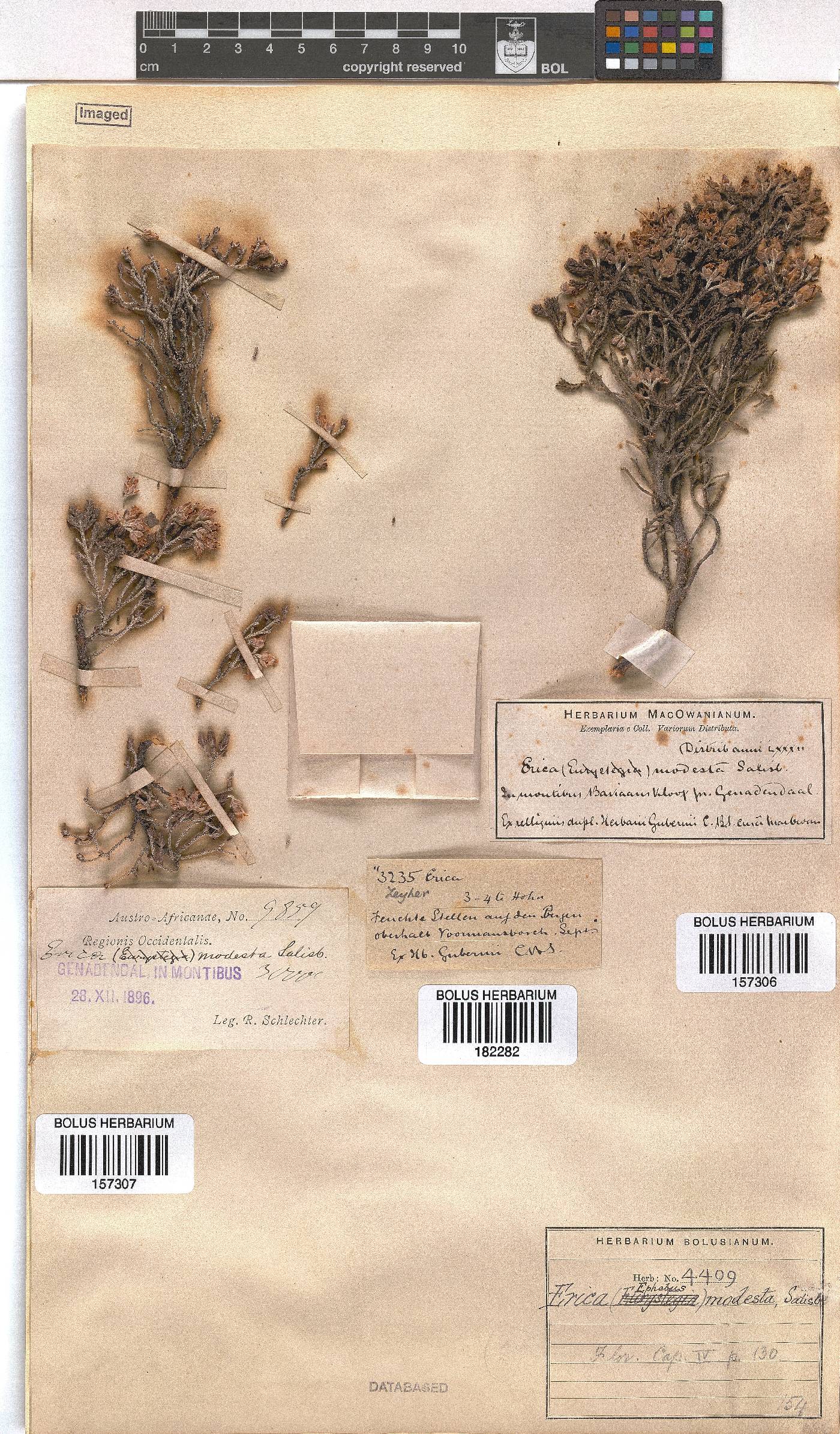 Erica modesta image