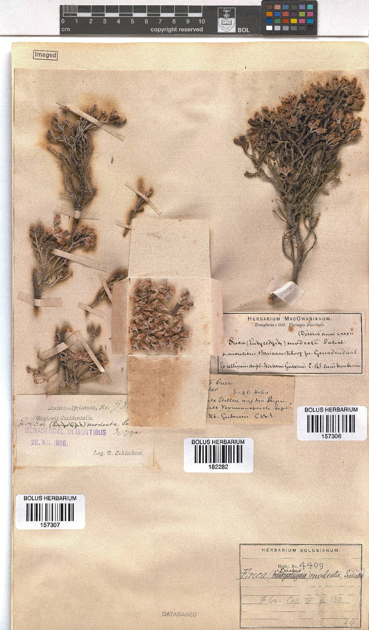 Erica modesta image