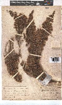 Erica hirtiflora image