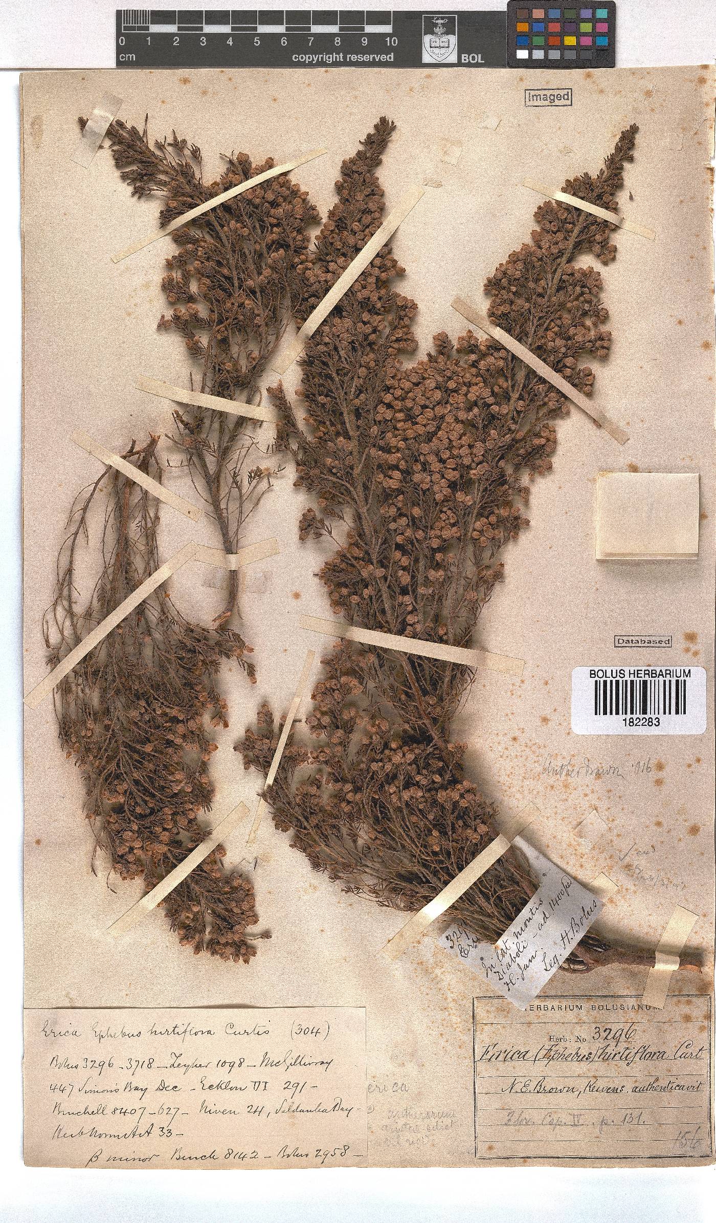 Erica hirtiflora image