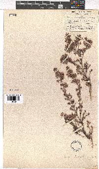 Erica hirtiflora image