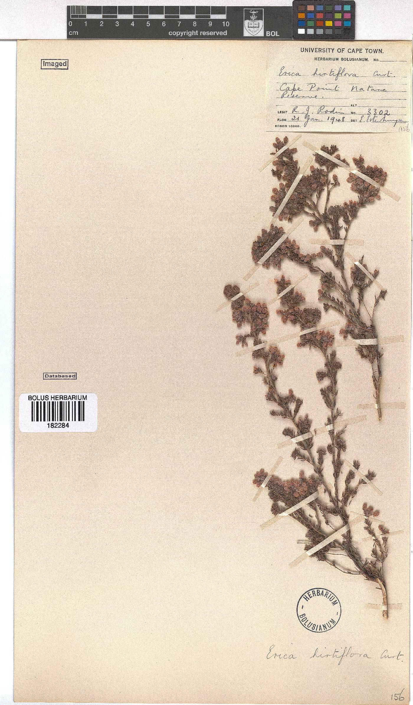 Erica hirtiflora image