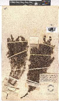 Erica hirtiflora image