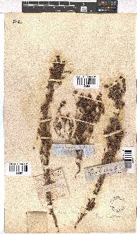 Erica hirtiflora image