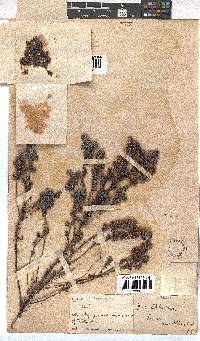 Erica hirtiflora image