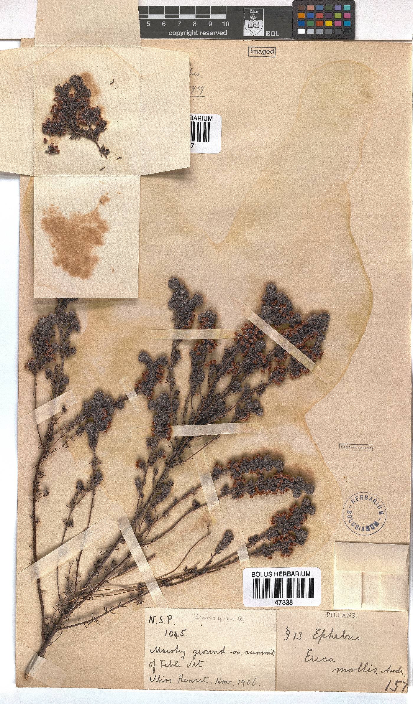 Erica hirtiflora image