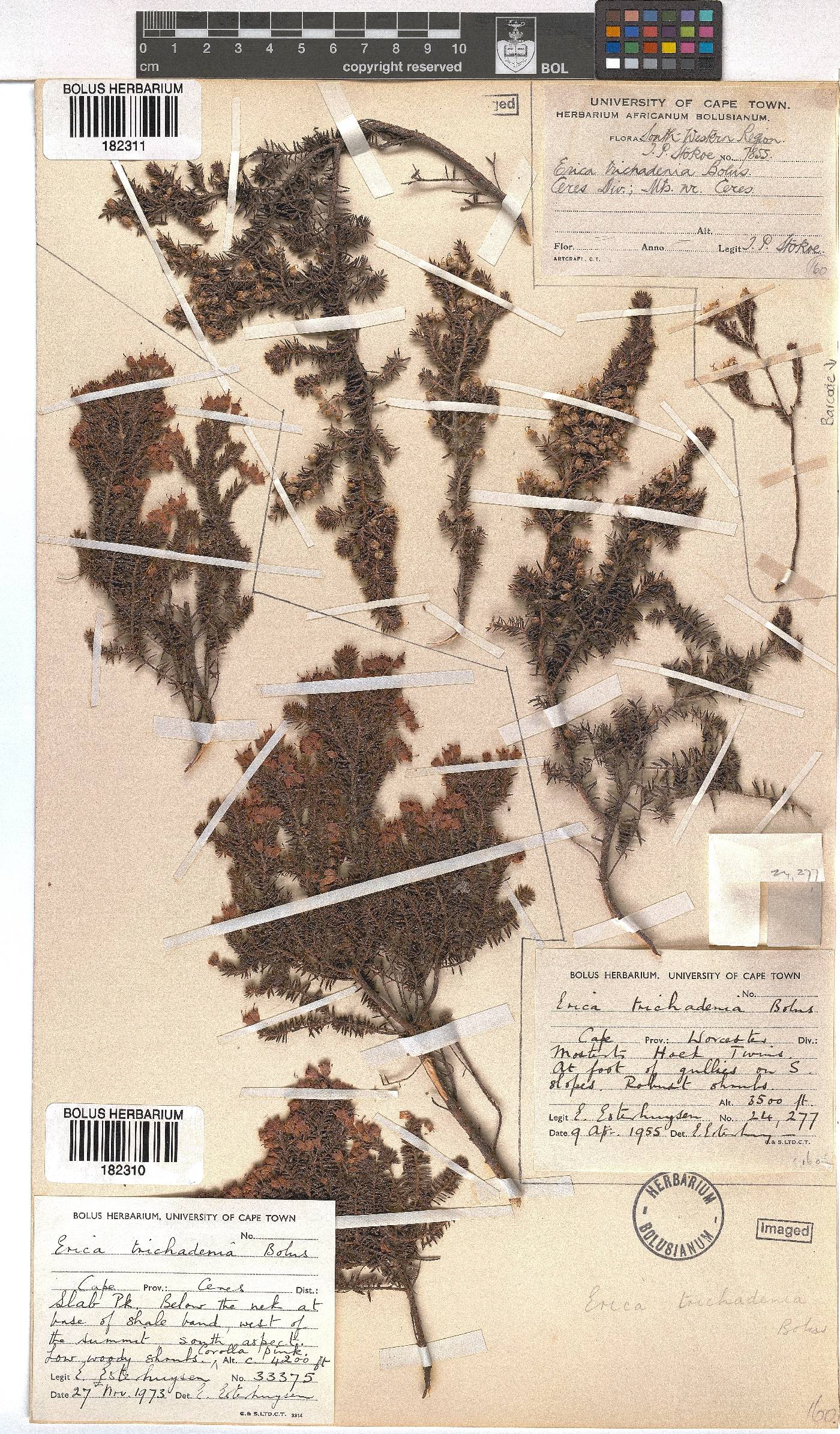 Erica trichadenia image