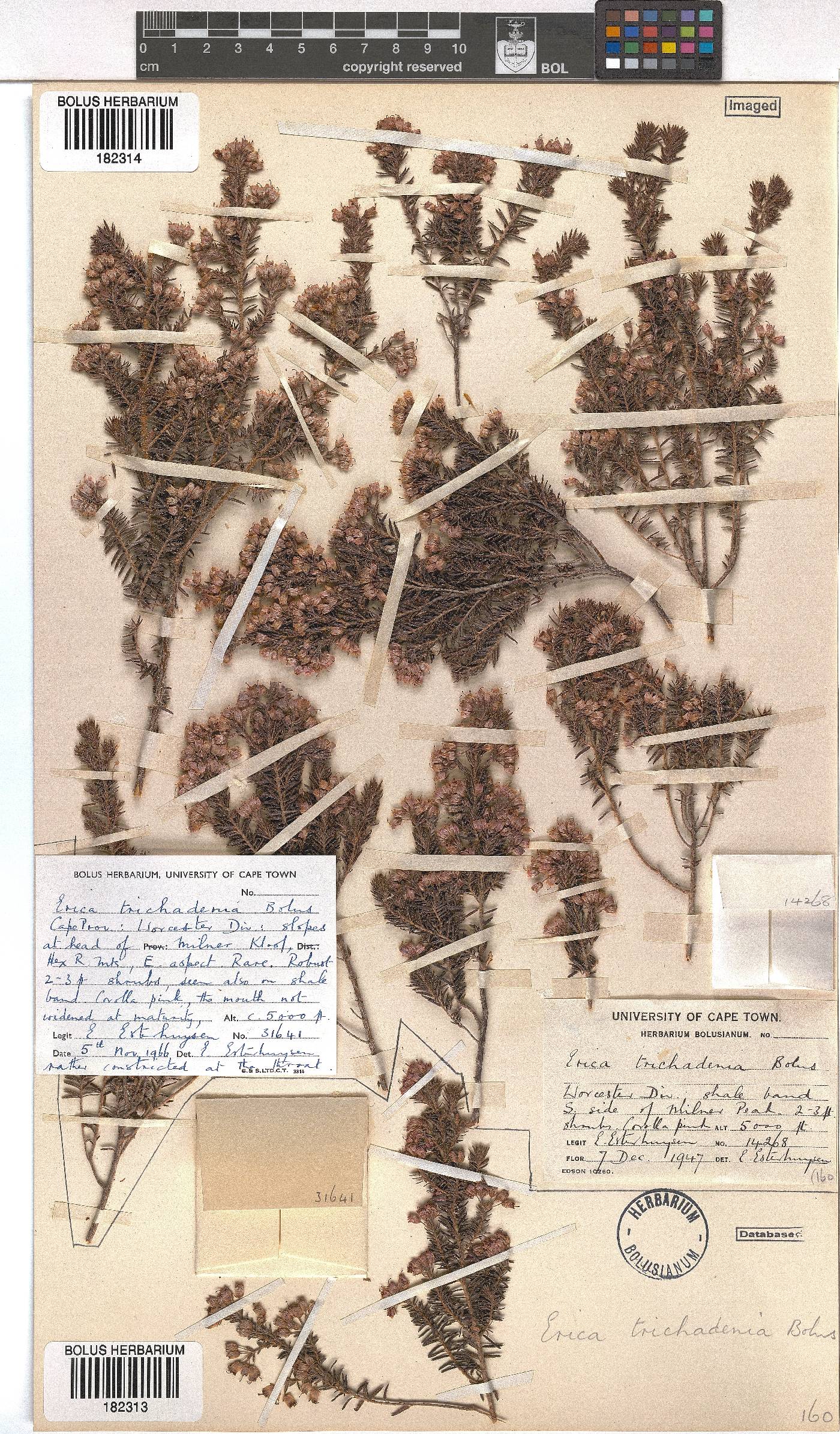 Erica trichadenia image