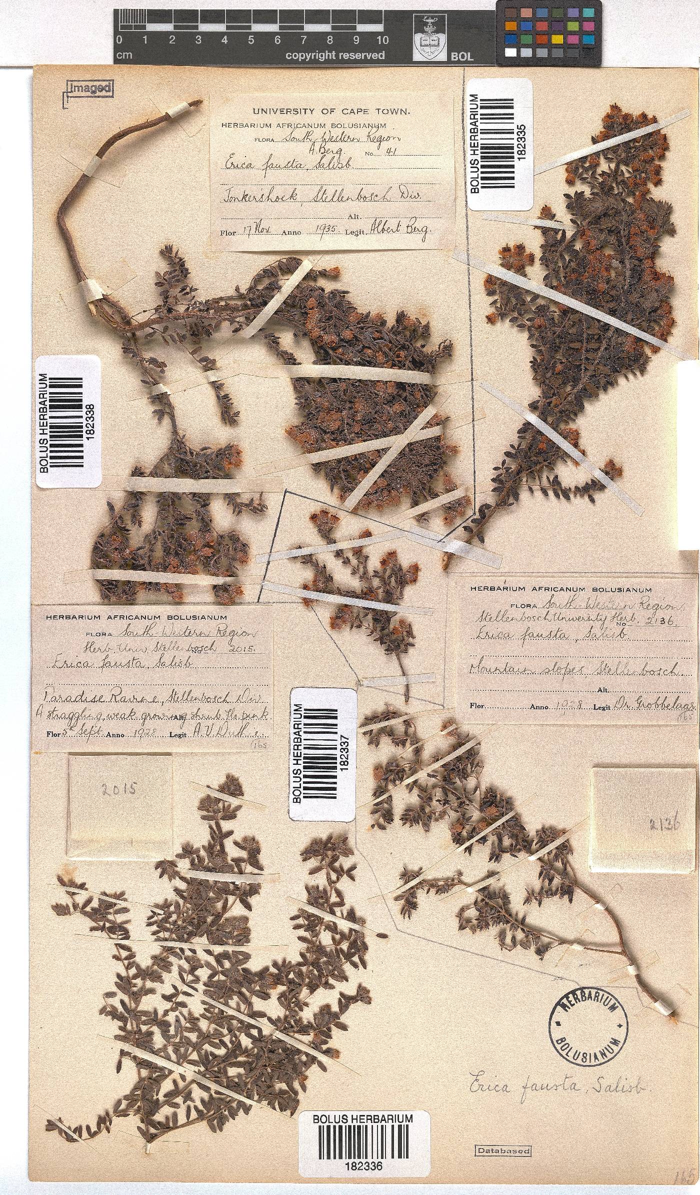Erica fausta image