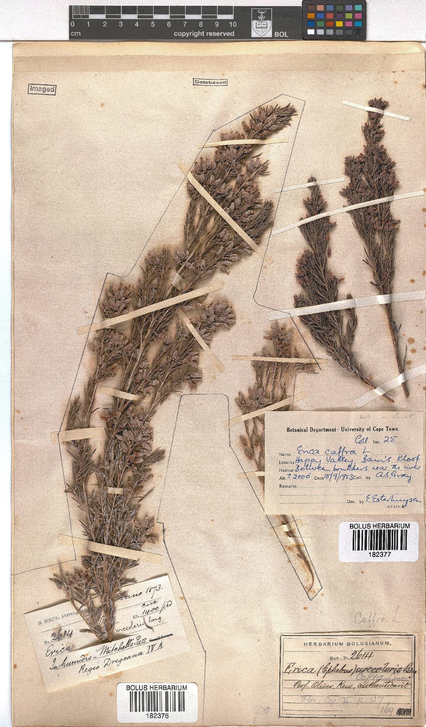 Erica afra image