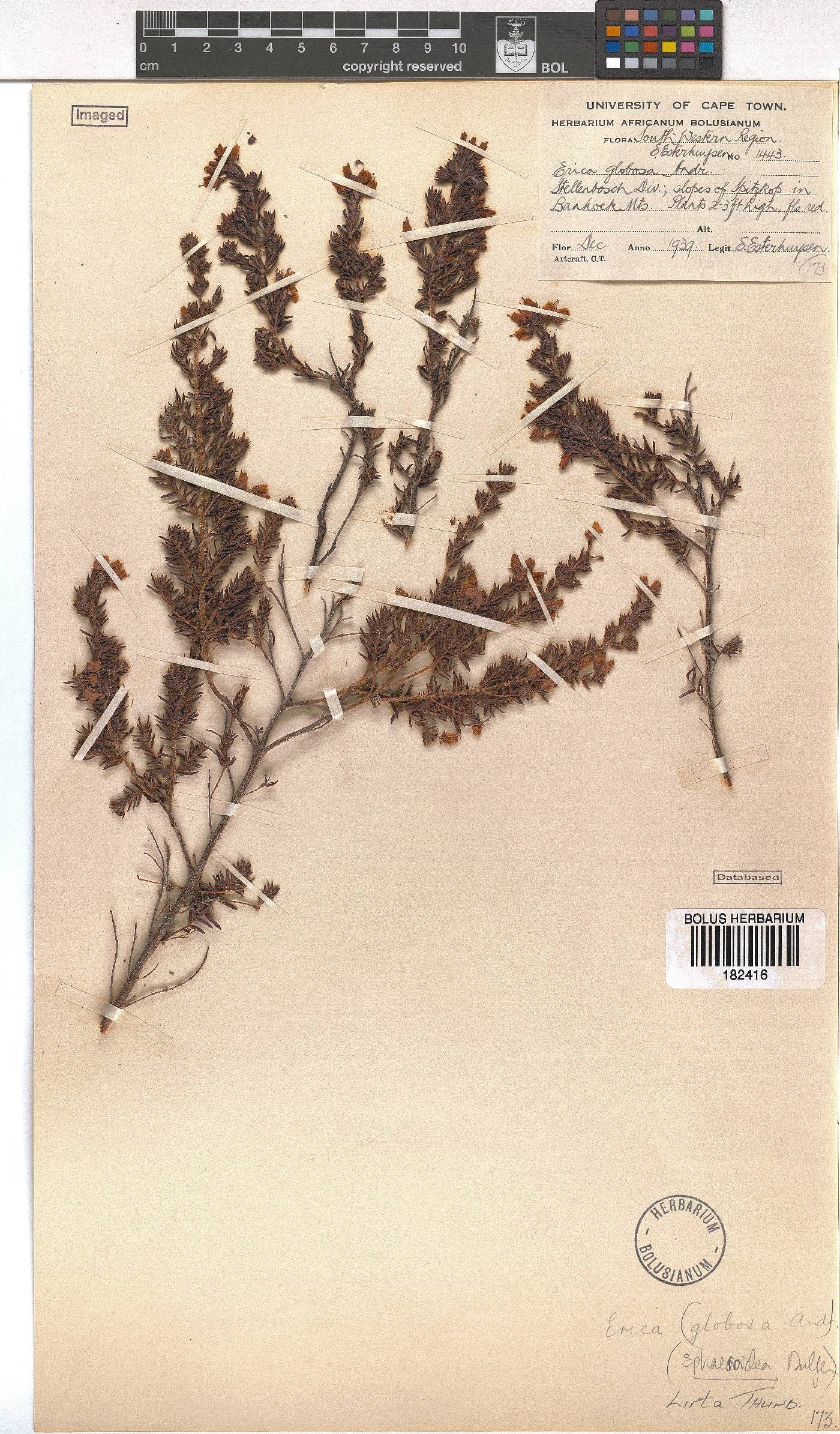Erica hirta image