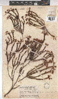 Erica lananthera image