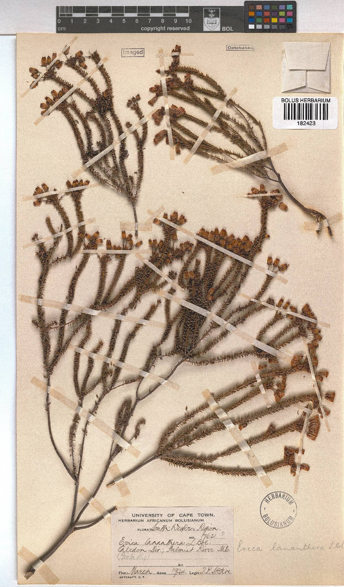 Erica lananthera image