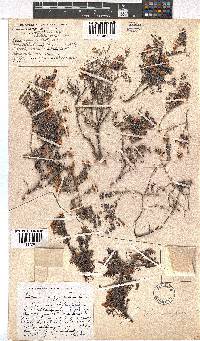 Erica argyraea image