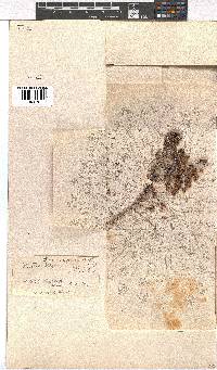 Erica argyraea image