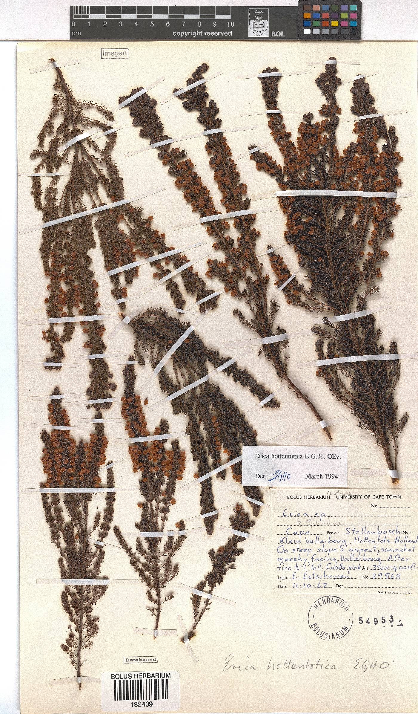 Erica hottentotica image