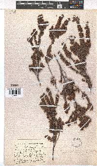 Erica esterhuyseniae image