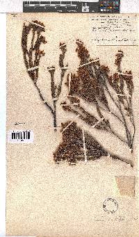 Erica phillipsii image