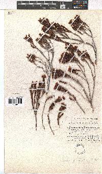 Erica phillipsii image