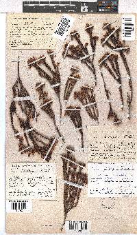 Erica phillipsii image