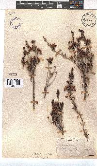 Erica saxigena image