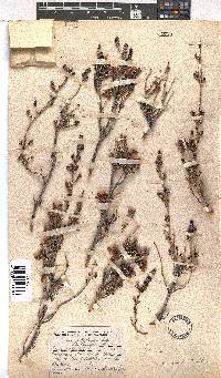 Erica saxigena image