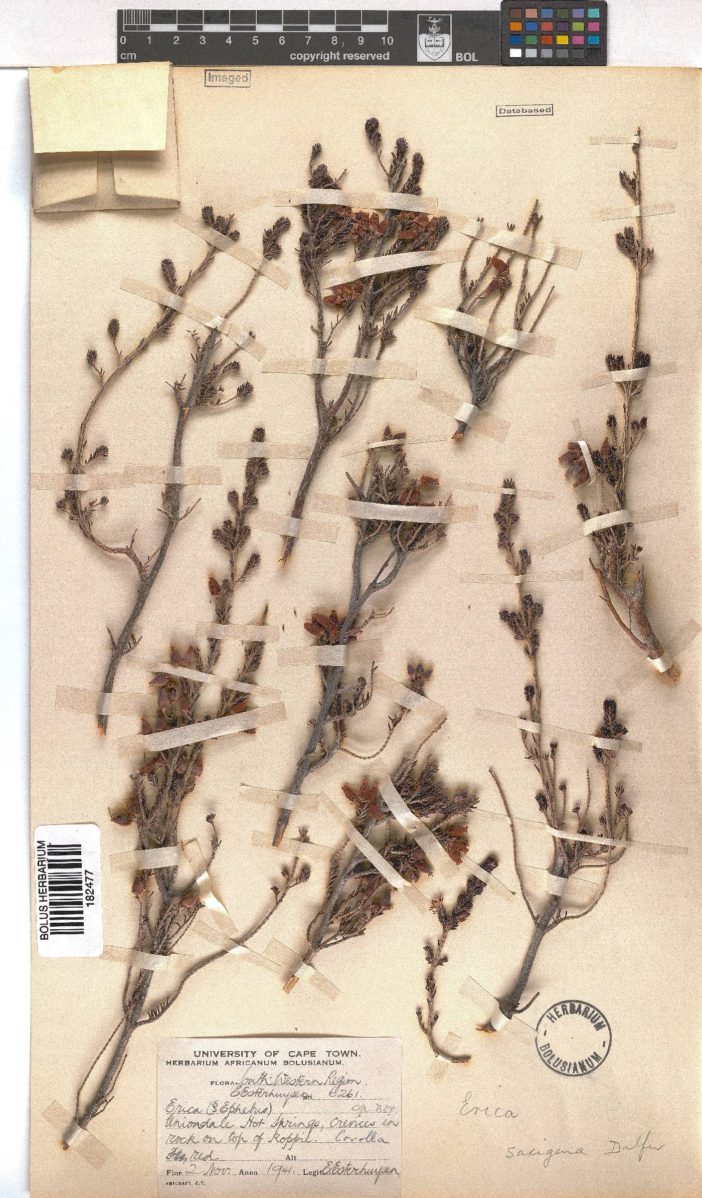 Erica saxigena image