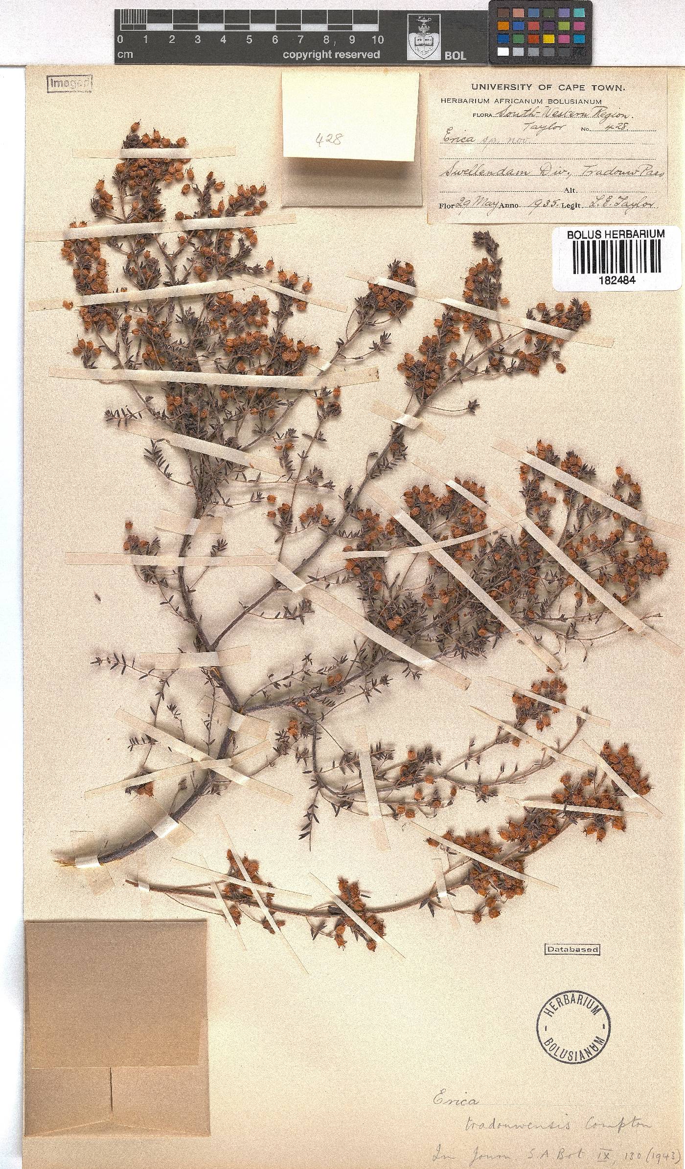 Erica tradouwensis image