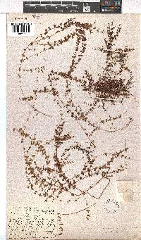 Erica cymosa subsp. cymosa image