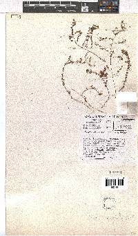 Erica oreophila image