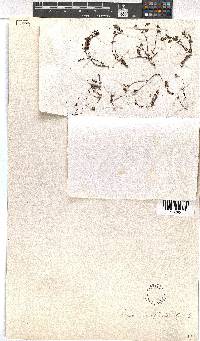 Erica oreophila image