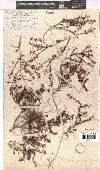 Erica planifolia image