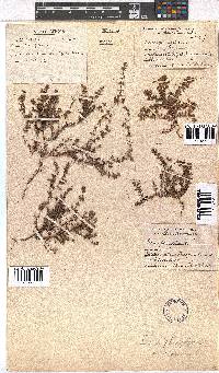 Erica planifolia image